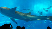 whale Shark